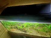 Akvariumas 200 l - nuotraukos Nr. 3