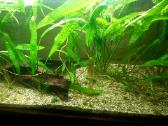 Akvariumas 200 l - nuotraukos Nr. 4