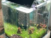 Akvariumas Dennerle 30l su Red Crystal krevetėmis