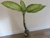 Difenbachija 85 cm