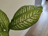 Difenbachija 85 cm - nuotraukos Nr. 3