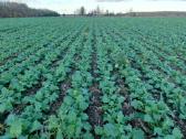 Rapsų sėja (+ Strip-till) - nuotraukos Nr. 3