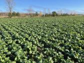 Rapsų sėja (+ Strip-till) - nuotraukos Nr. 5