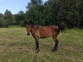 Parduodama dvimetė ristūnė - nuotraukos Nr. 3