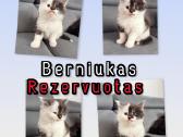 Meino meškėnai su kilmės dokumentais - nuotraukos Nr. 15