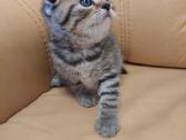 Kačiukai - nuotraukos Nr. 3