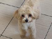 Mini maltipoo - nuotraukos Nr. 2