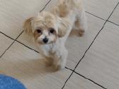 Mini maltipoo - nuotraukos Nr. 3