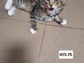 Kačiukai Pepsis ir Kolis ieško namučių