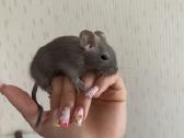 Degu
