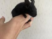 Degu - nuotraukos Nr. 2
