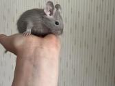 Degu - nuotraukos Nr. 3