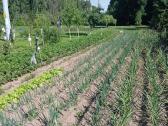 Parduodamas 6,21 arų žemės sklypas - nuotraukos Nr. 7