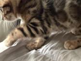 Kilmingi Bengalijos veislės kačiukai - nuotraukos Nr. 4