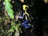 Parduodu D.tinctorius jauniklius