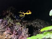 Parduodu D.tinctorius jauniklius - nuotraukos Nr. 3