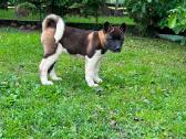 Amerikieciu akita - nuotraukos Nr. 5
