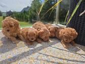 Maltipoo šuniukai