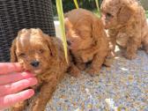 Maltipoo šuniukai - nuotraukos Nr. 3