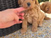 Maltipoo šuniukai - nuotraukos Nr. 4