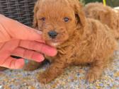 Maltipoo šuniukai - nuotraukos Nr. 5