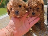 Maltipoo šuniukai - nuotraukos Nr. 6