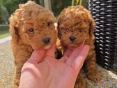 Maltipoo šuniukai - nuotraukos Nr. 7