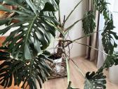 Monstera, lauko Jukos Ir Kalijos - nuotraukos Nr. 2