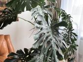 Stambiažiedės jukos, juodoji kalija ir Monstera - nuotraukos Nr. 10