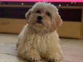 Maltipoo šuniukai - nuotraukos Nr. 17
