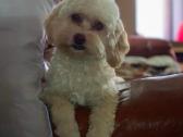 Maltipoo šuniukai - nuotraukos Nr. 16