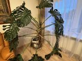 Monstera, lauko Jukos Ir Kalijos
