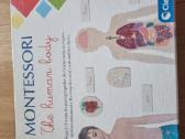 Montessori žmogaus kūnas