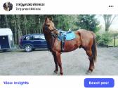 Baltijos hanoveris - nuotraukos Nr. 8