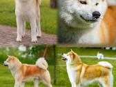 Akita inu vada. - nuotraukos Nr. 7