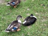 Bantaminių ančių ančiukai (call duck) - nuotraukos Nr. 2