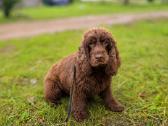 Cockapoo. Yra video - nuotraukos Nr. 2