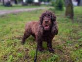 Cockapoo. Yra video - nuotraukos Nr. 10