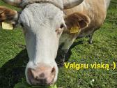 Parduodama besilaukianti Mamytė su antru veršeliu. - nuotraukos Nr. 2