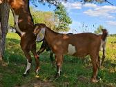 Grynaveisliai Anglo Nubians ožiukai - nuotraukos Nr. 6