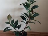 Gražus fikusas ,aukštis 82 cm - nuotraukos Nr. 2