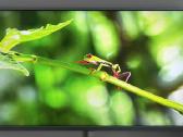 TV Peaq Ptv552403-s - nuotraukos Nr. 2