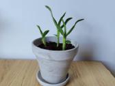 Zz Raven ir Dendrobium - nuotraukos Nr. 2
