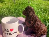Toy mini tea cup pudeliukai su kilmes dokumentais - nuotraukos Nr. 5
