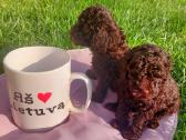 Toy mini tea cup pudeliukai su kilmes dokumentais - nuotraukos Nr. 6