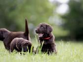 Lygiaplaukiai ir Labradoro retriveriai- Gojus - nuotraukos Nr. 15