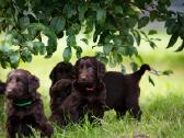 Lygiaplaukiai ir Labradoro retriveriai- Gojus - nuotraukos Nr. 17