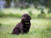 Lygiaplaukiai ir Labradoro retriveriai- Gojus - nuotraukos Nr. 14