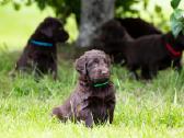 Lygiaplaukiai ir Labradoro retriveriai- Gojus - nuotraukos Nr. 16