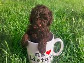 Toy mini tea cup pudeliukai su kilmes dokumentais - nuotraukos Nr. 11